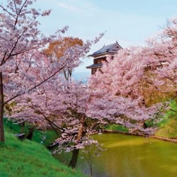 避开人山人海看樱花 私密的花见体验就藏在这些日本酒店里