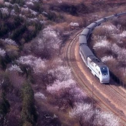 <b>国内就有日本同款花海火车 将迎来最美春天</b>