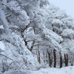 初雪悄至 花王暖心呵护如影随行